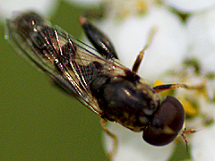 Thick-legged Hover Fly
